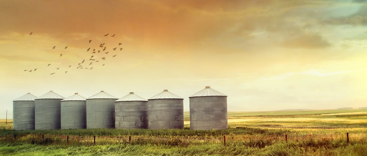 Seven large metal silos with pointed white roofs lined beside each other in an open crop field with birds flying overhead.