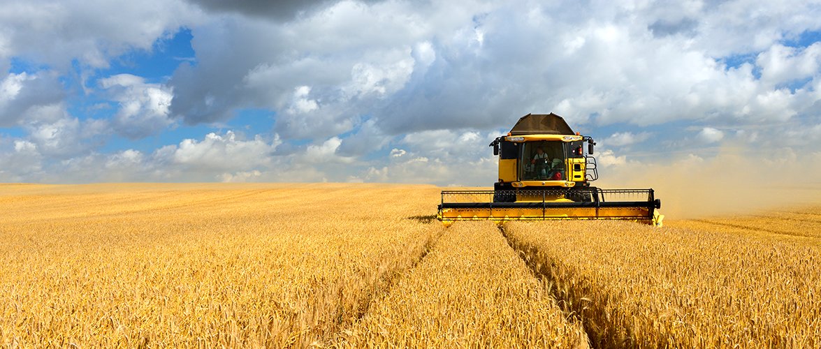Large yellow crop-harvesting machine cutting through a flat open wheat field.